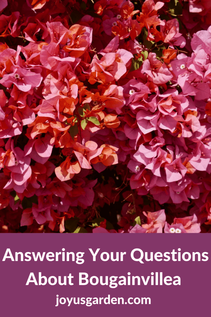 close up of red/pink flowers of a bougainvillea plant the text reads answering your questions about bougainvillea joyusgarden.com