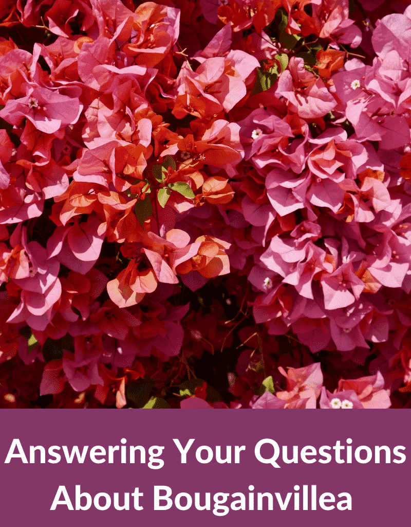 close up of red/pink flowers of a bougainvillea plant the text reads answering your questions about bougainvillea joyusgarden.com