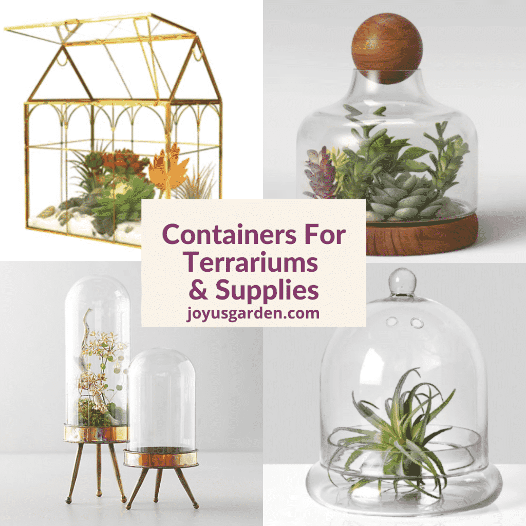 Containers For TerrariumsGlass Terrariums & Supplies 2023 Guide
