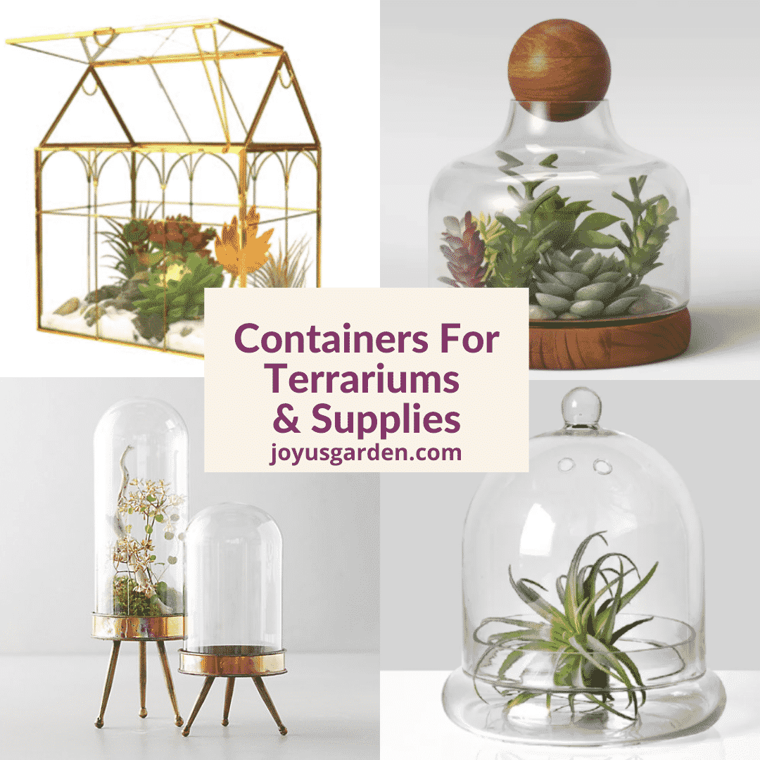 Containers For Terrariums:Glass Terrariums & Supplies 2024 Guide