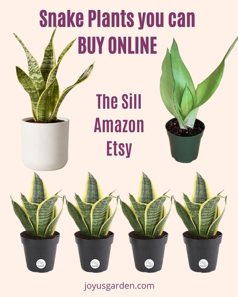 collage of snake plants sansevierias to buy on the sill amazon & etsy