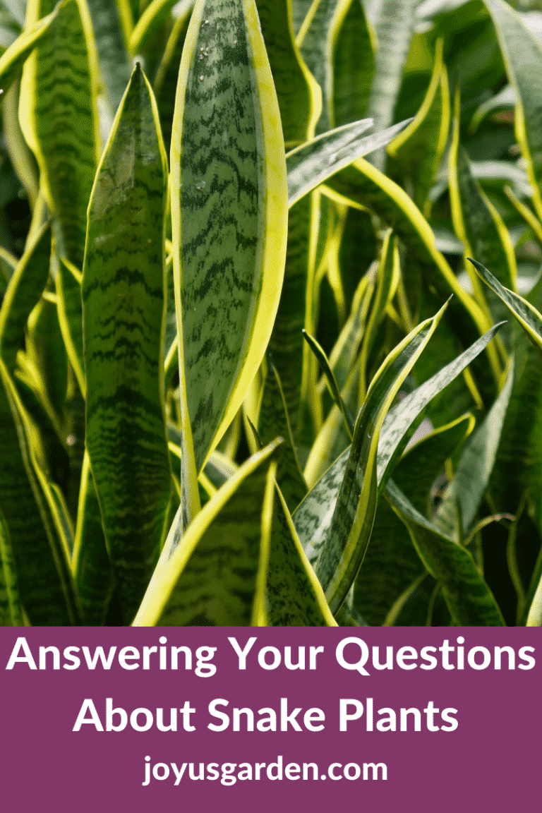 Answering Your Questions About Snake Plants