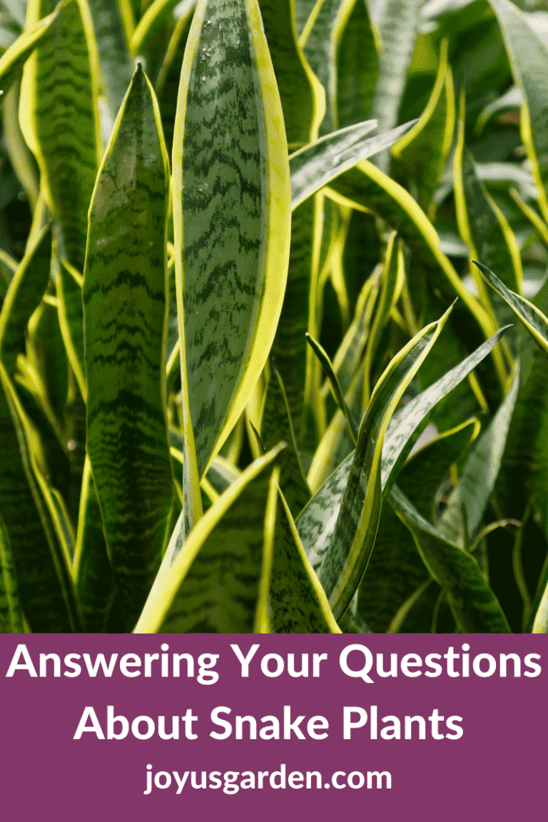 Answering Your Questions About Snake Plants