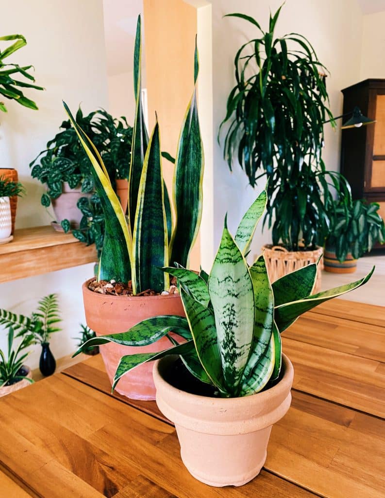 two snake plants sitting on table with a variety of houseplants in background