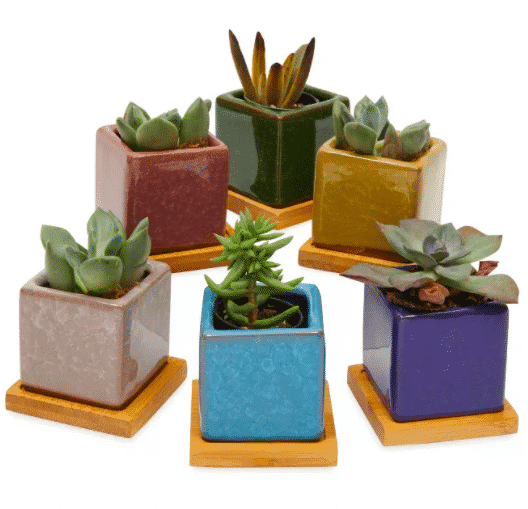six multi colored small succulent planters with an array of succulents inside available at target