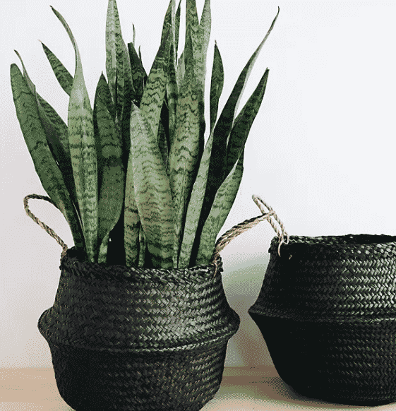 2 black connected goods coal belly baskets with a snake plant in 1 of them to buy at anthropologie