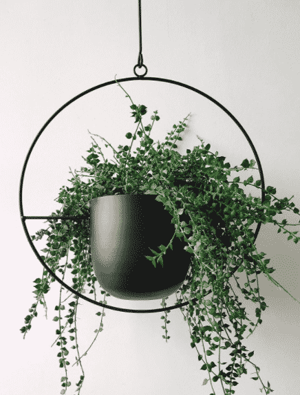 black metal hanging planter with green pant inside from amazon
