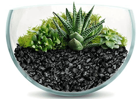 clear bowl filled with charcoal base and variety of plants from amazon