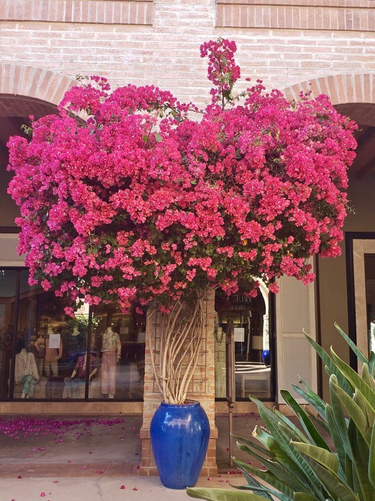 Large pink bougainvillea growing in blue pot storefront in the background