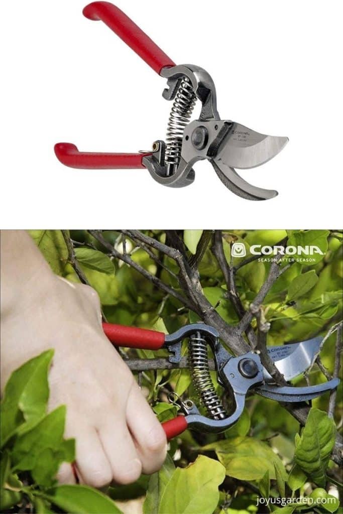 corona pruners cutting a thin branch off a tree with green leaves