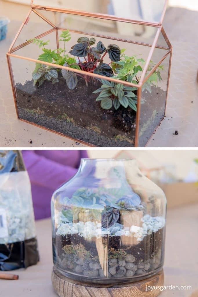 two terrariums with plants inside