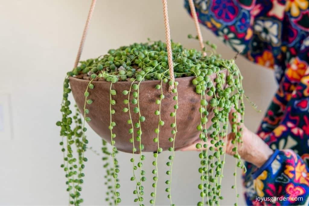 close up of a string of pearls plant with long trails inn a rust colored hanging pot