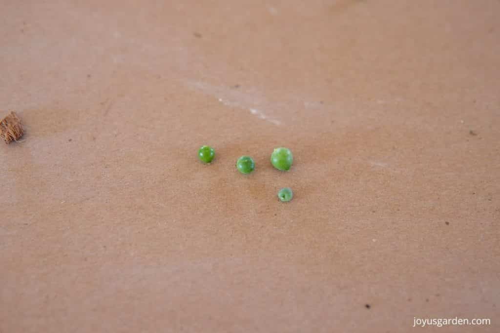 Four string of pearl leaves plant