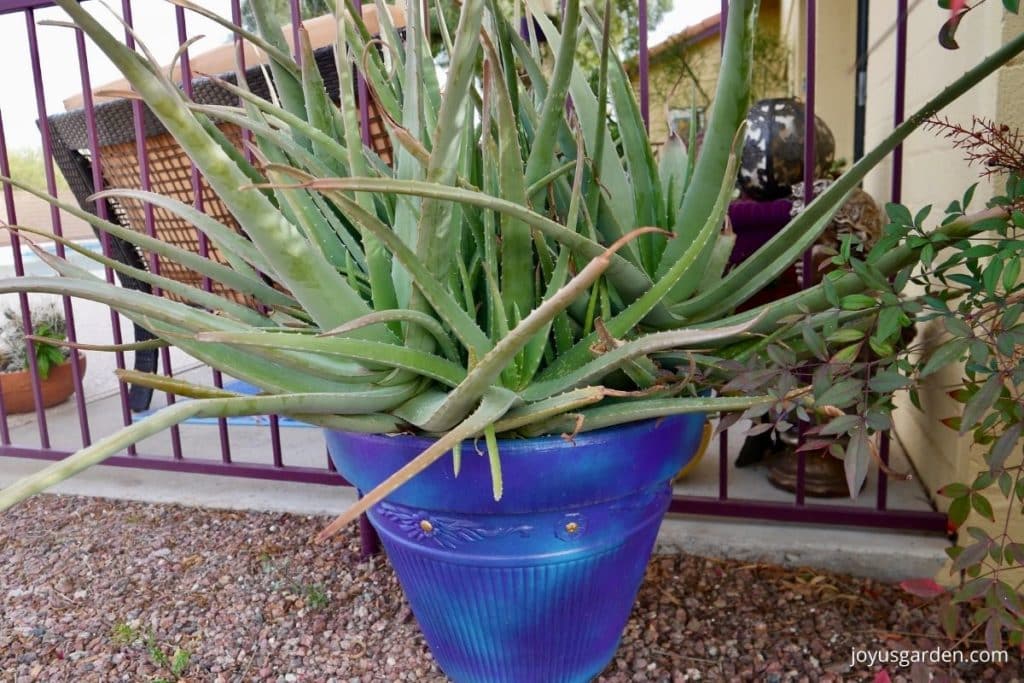 a large aloe vera plant grows outdoors in a large blue pot