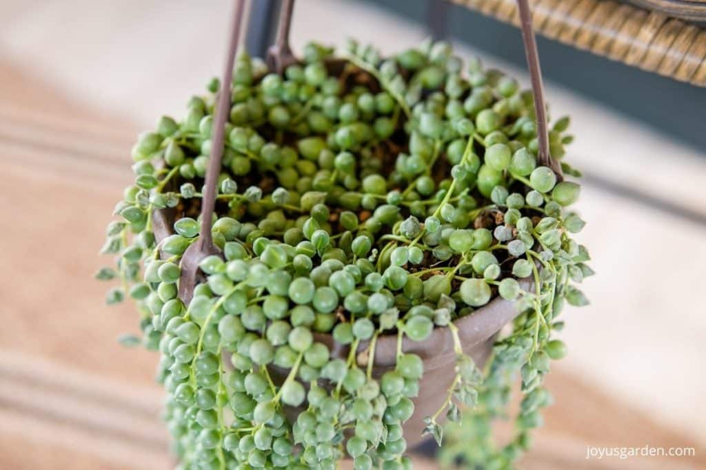 looking down into a pot of string of pearls