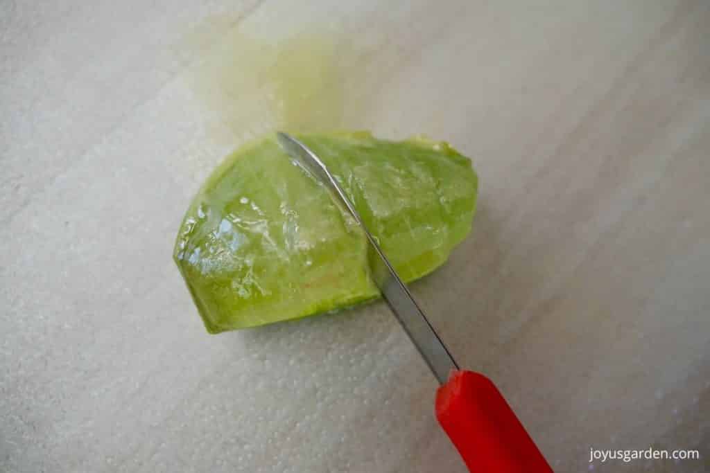 close up of a freshly cut aloe vera leaf with the aloe vera flesh & aloe vera gel exposed