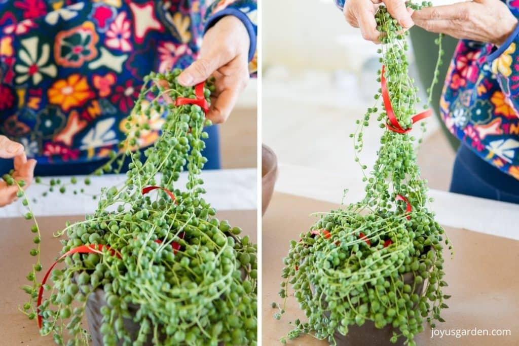 Growing String Of Pearls Indoors - Joy Us Garden