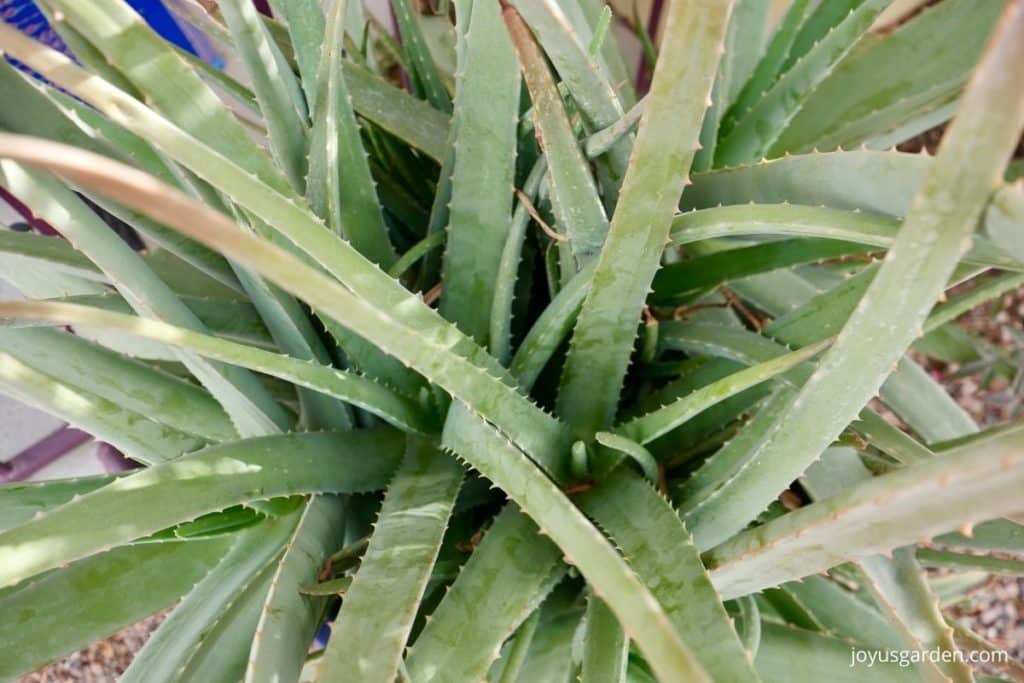 looking into the center of a large aloe vera plant