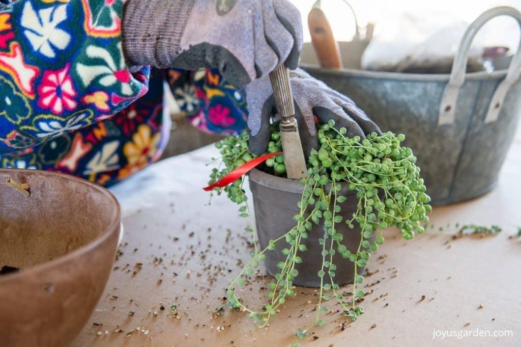 a dull knife loosening a string of pearls succulent from it's grow pot