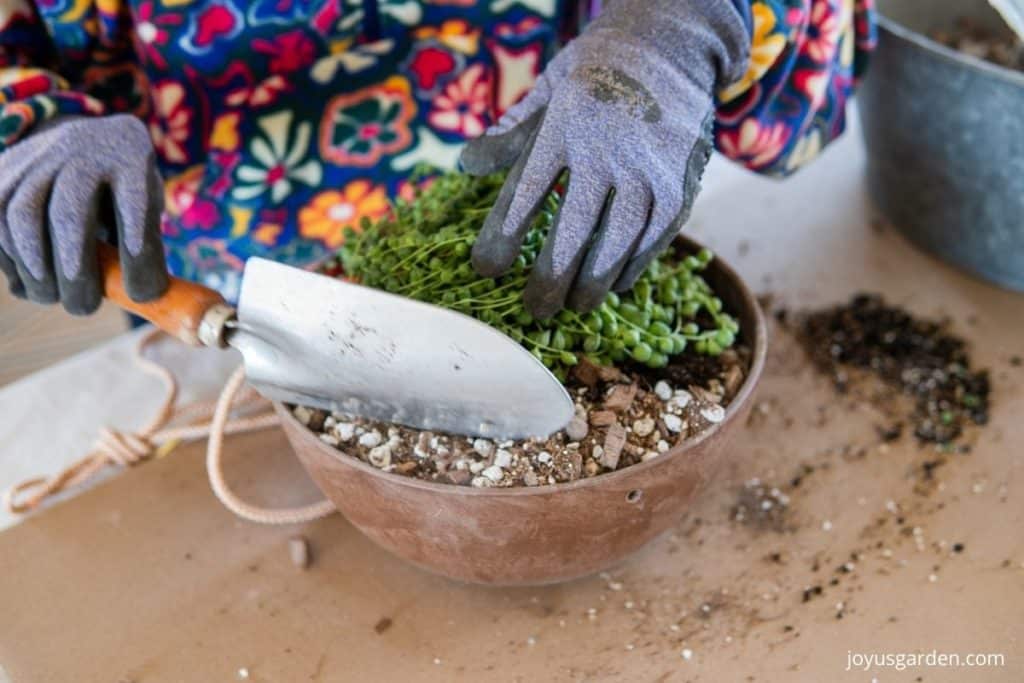 a trowel is arranging the succulent soil around the rootball of a string of pearls