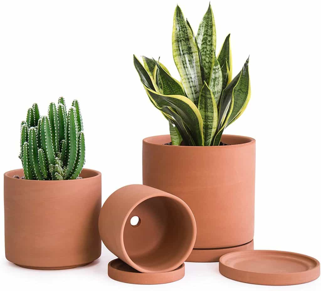 three terracotta pots with a cacti plant and snake plant