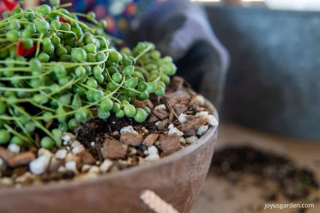 String Of Pearls Plant Care Guide - How To Grow Curio rowleyanus