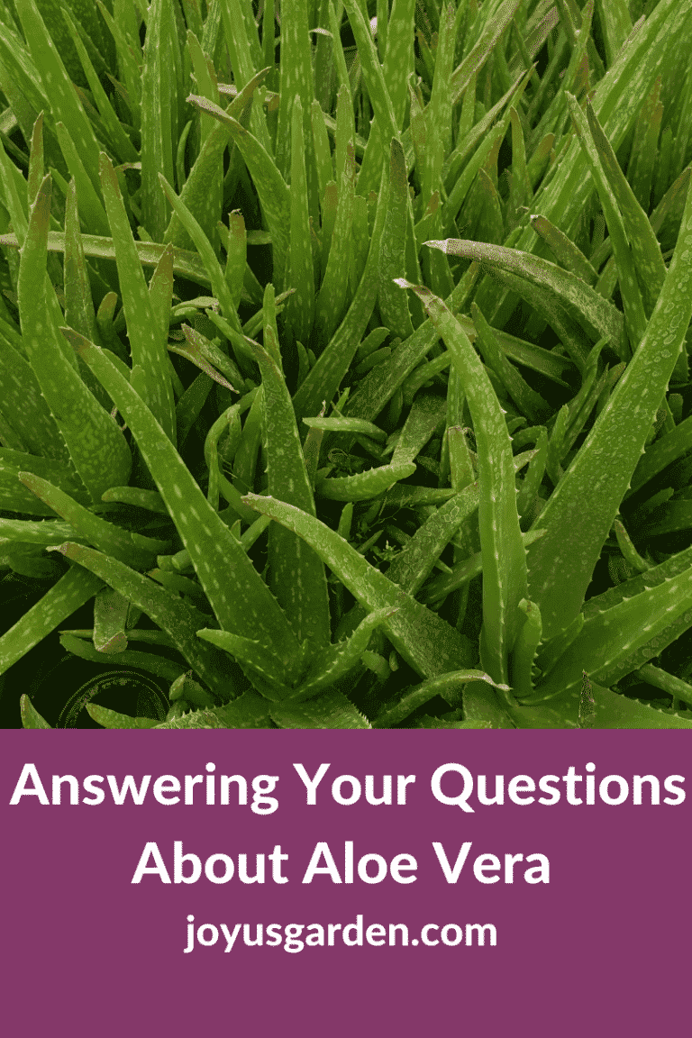 Answering Your Questions About Aloe Vera