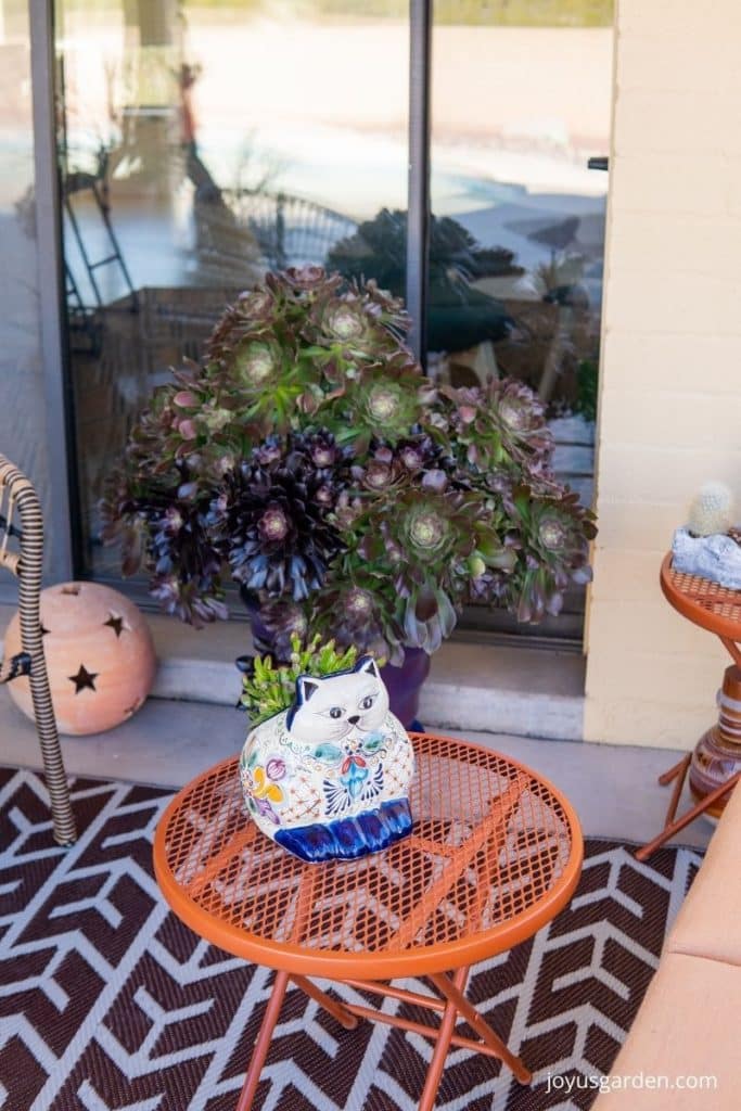 close up of a talavera cat planter with a jade plant & a large aeonium in the background