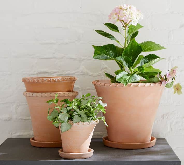 four terracotta pots with beautiful textured rim, with flowers planted in two of them