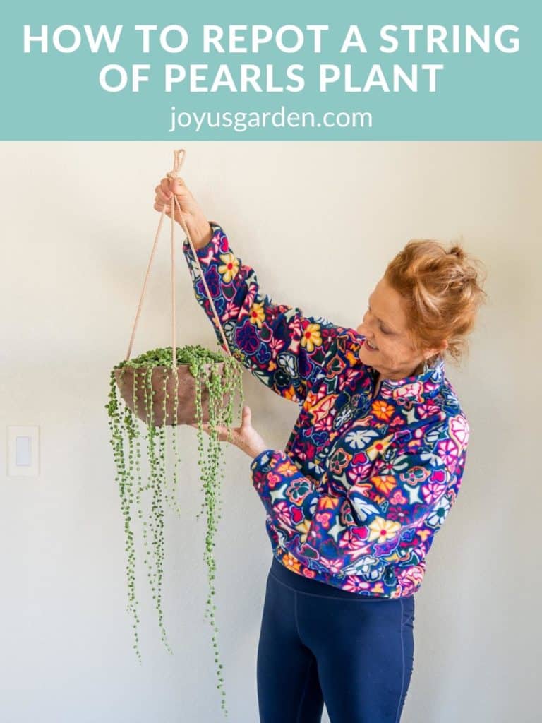 Repotting String Of Pearls: The Complete Guide