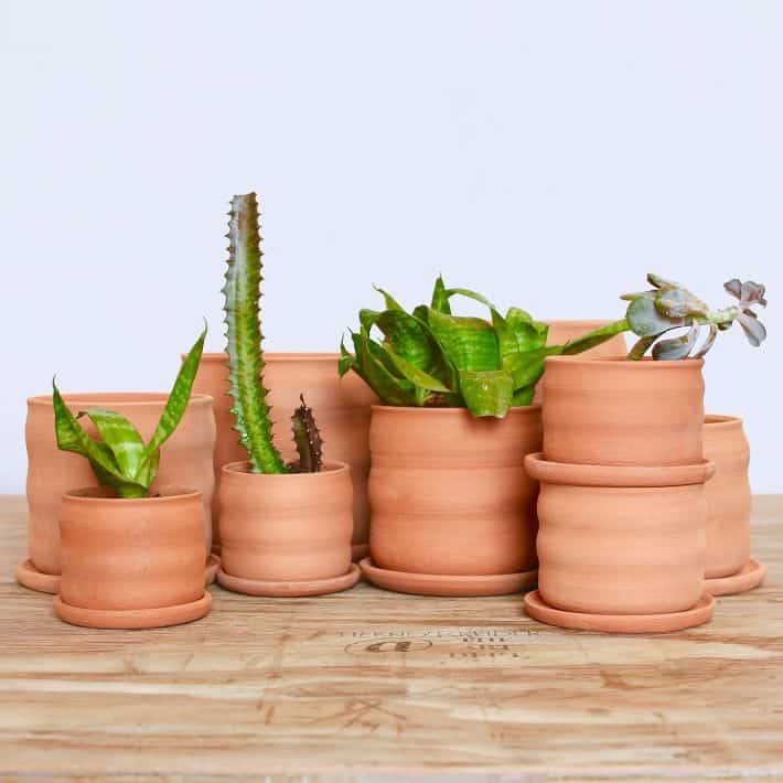 eight terracotta pots, four of which contain small houseplants and succulents