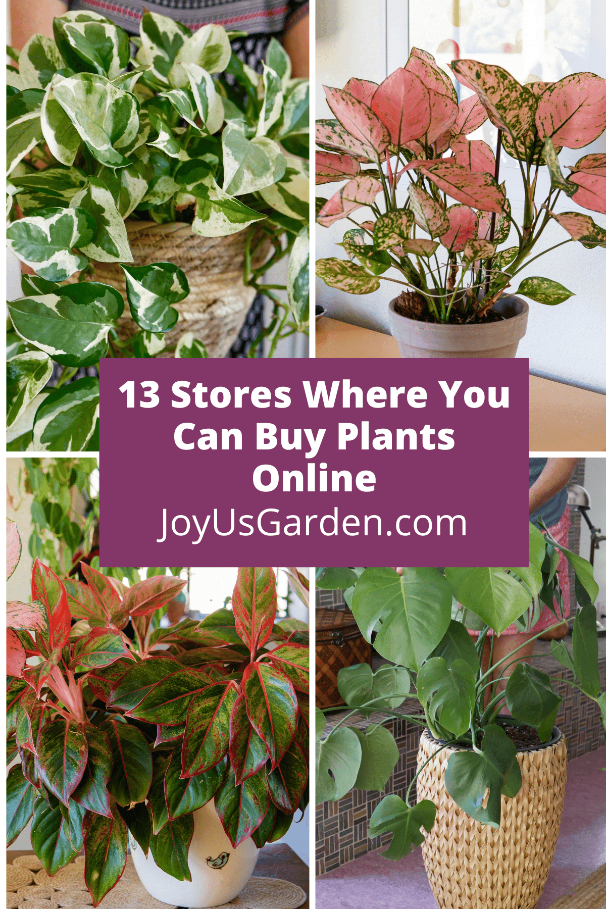 Indoor Plants Online To Buy At These 13 Stores