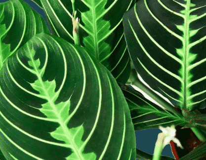 close up of maranta green prayer plant foliage
