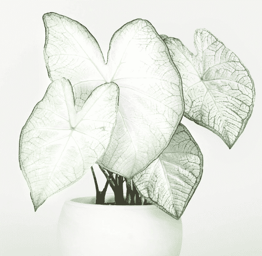 white caladium plant in white pot
