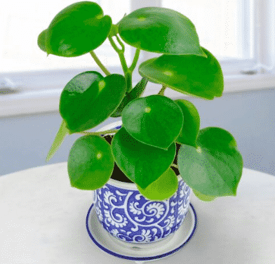 coin leaf peperomia in blue & white pot
