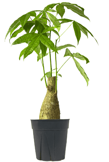 bonsai money tree in grow pot