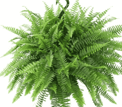 boston fern in hanging planter