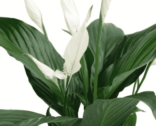 close up of peace lily in bloom
