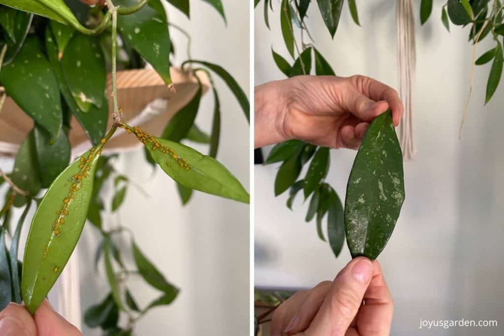 a collage of 2 photos showing orange aphids on a hoya leaf & a shiny hoya leaf 