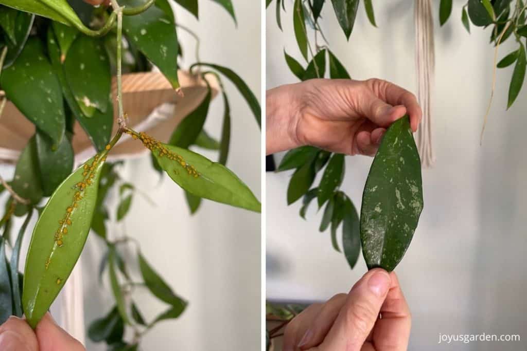 a collage of 2 photos showing orange aphids on a hoya leaf & a shiny hoya leaf