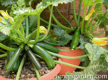 Zucchini growing in containers.