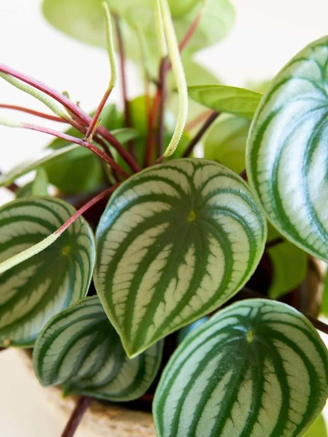 Watermelon Peperomia Care & Growing Tips