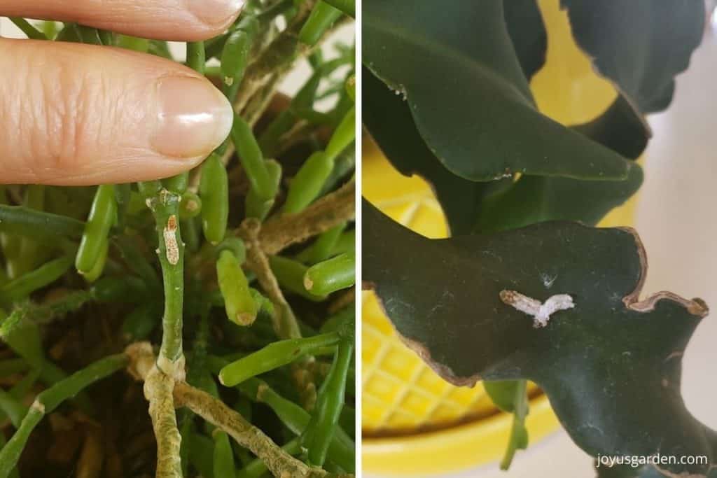 a collage with 2 photos 1 shows mealybugs on a dancing bones succulent & the other mealybugs on an epiphyllum