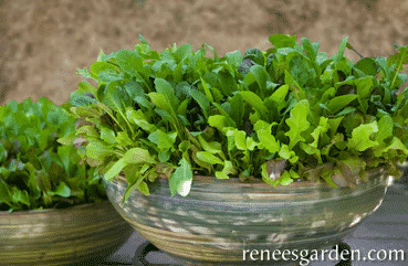 Baby mesclun lettuce in bowl.