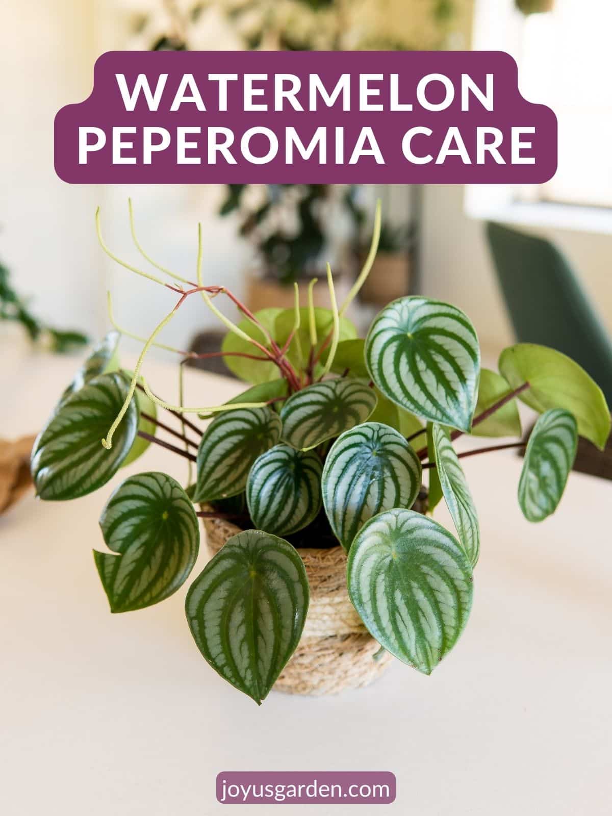 Watermelon Peperomia Care & Tips