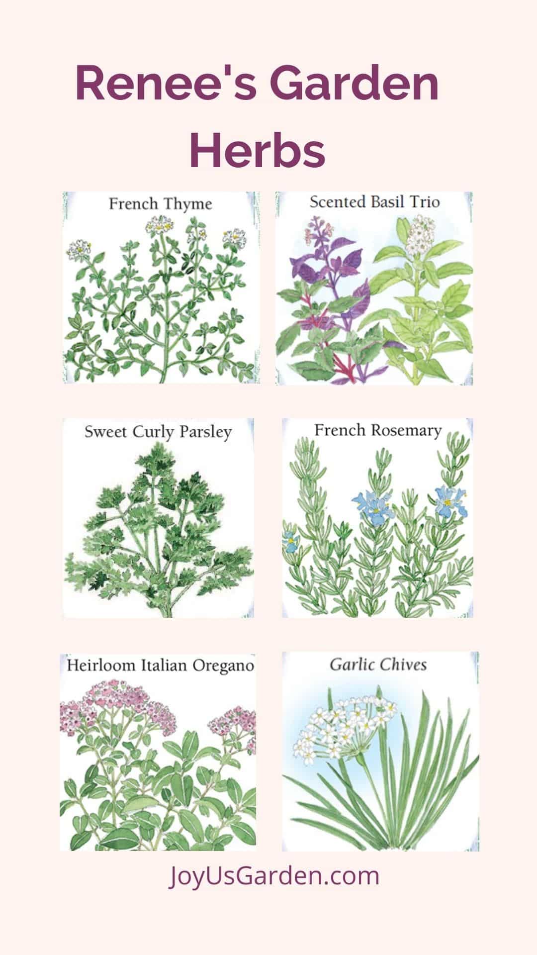 Collage of renee's gardens herbs.