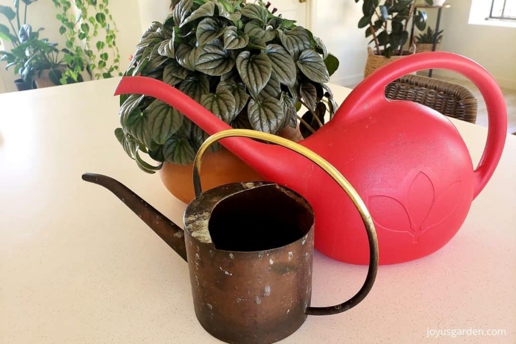 a small copper watering can & a larger red plastic watering can sit next to a peperomia houseplant