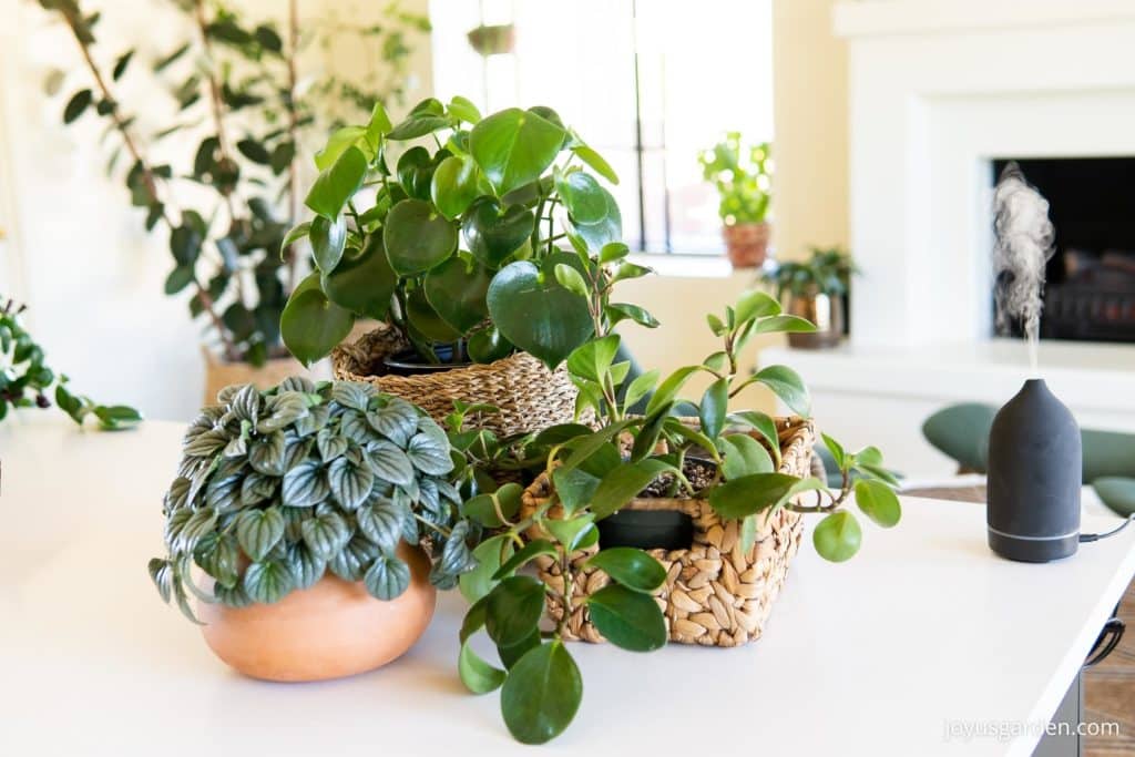 3 different types of peperomia plants on a white counter