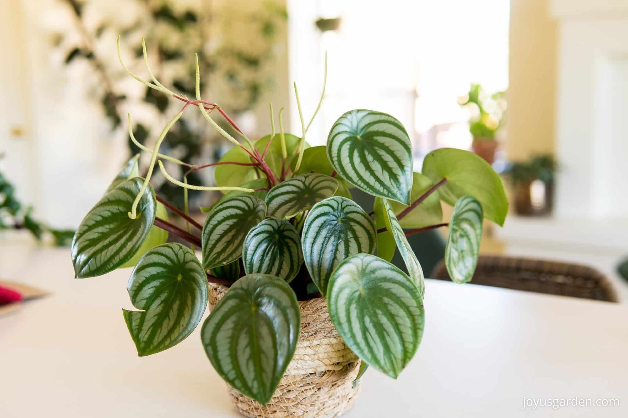 Watermelon Peperomia Care & Growing Tips