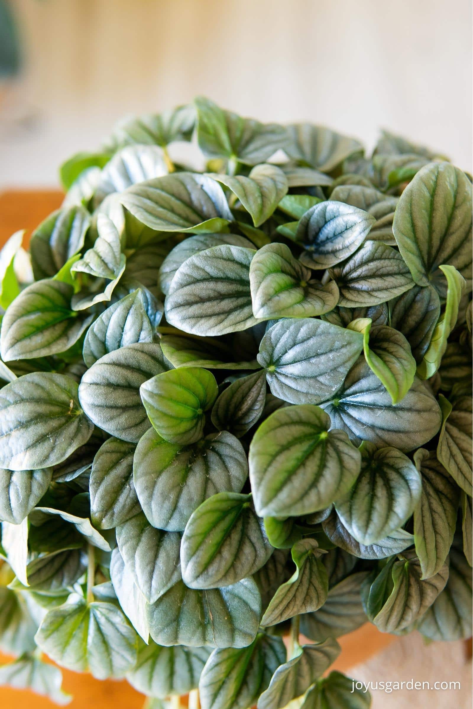 Close up photo of the foliage on a ripple peperomia, the foliage has distinct rippled patterning on leaves. 